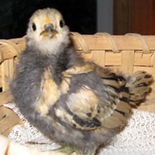 Meet Peanut, The oldest chicken to live in the world for 20yrs (Photos)