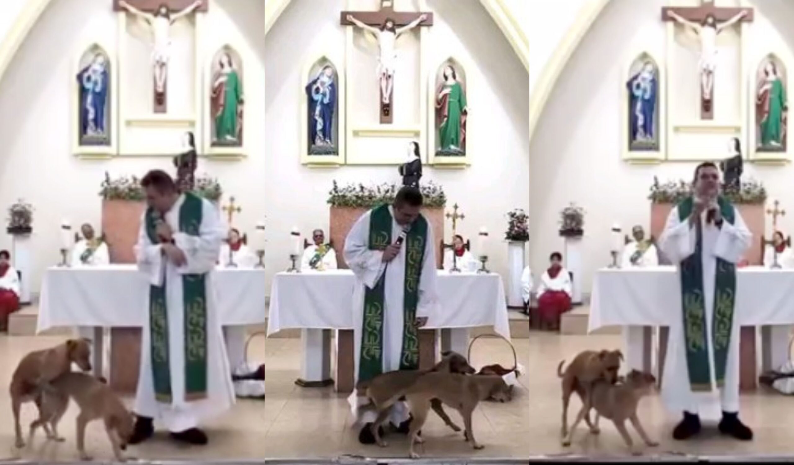 Moment Two Stray dogs Interrupted Pastor during Preaching in Church Service (Video)