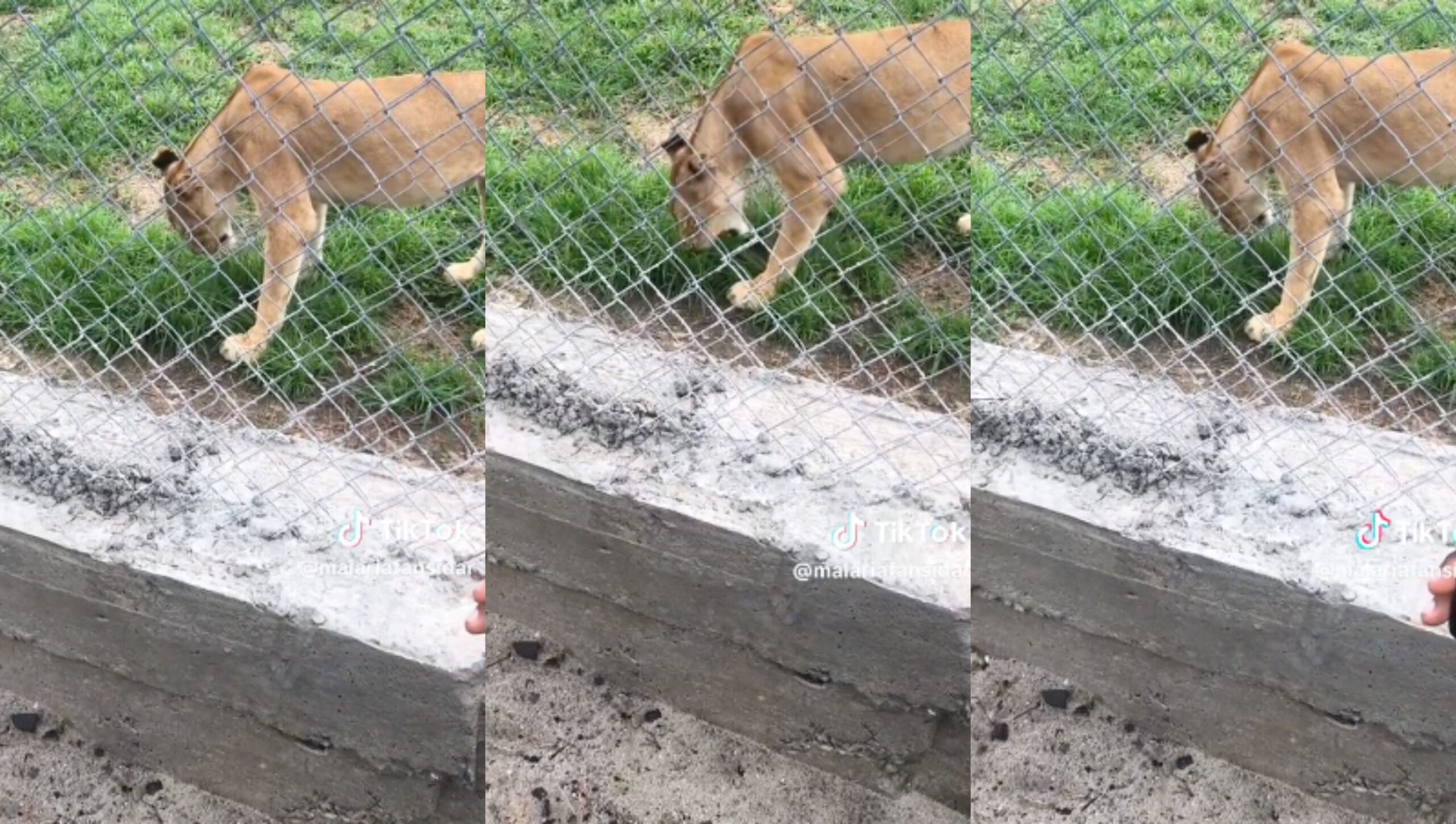 Sapa Nice one- Lion spotted eating grass in a Nigerian zoo (Video)