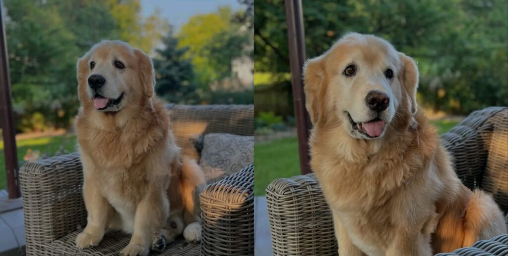 Famous Content Creator Dog Bodie Diagnosed with Cancer