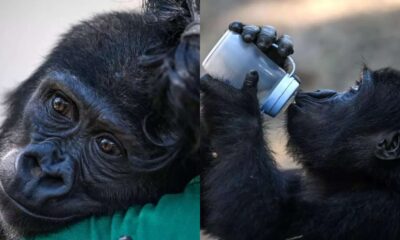 Baby Gorilla Zeytin to Return to Nigeria After Rescue From Wildlife Traffickers