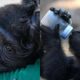 Baby Gorilla Zeytin to Return to Nigeria After Rescue From Wildlife Traffickers