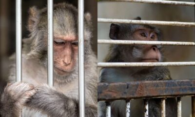 Man Sentenced to Four Years for Torturing Monkeys