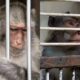 Man Sentenced to Four Years for Torturing Monkeys