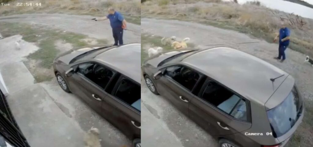 Man Arrested After Shooting Puppy That Playfully Approached His Dog