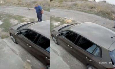 Man Arrested After Shooting Puppy That Playfully Approached His Dog