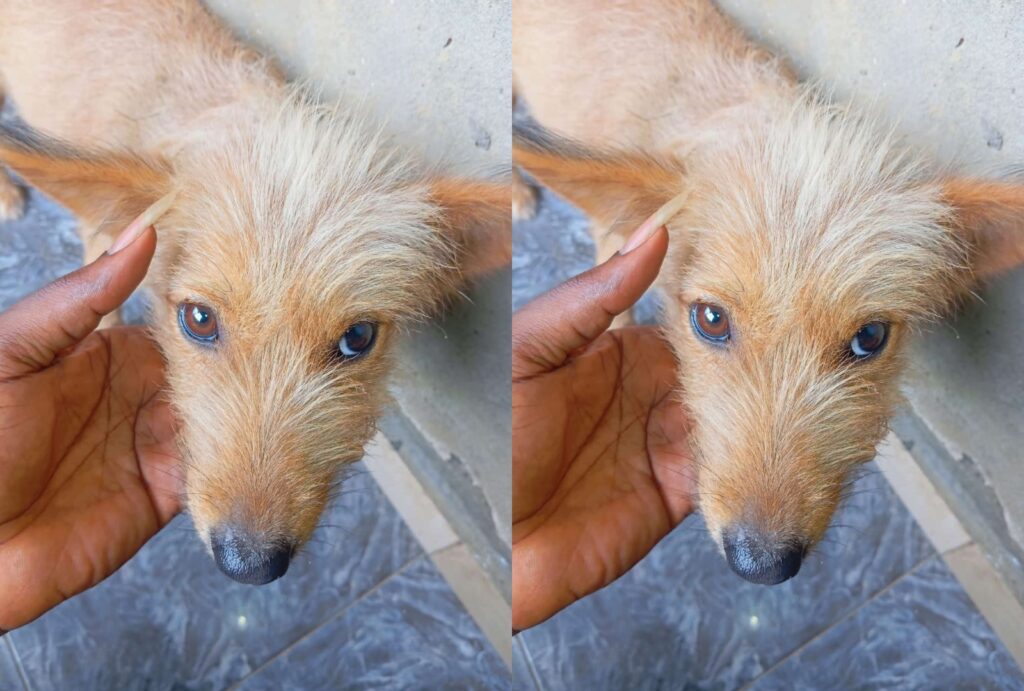 I Found Out She Was Pregnant When They Tried to Sell Her- Man Rescues Pregnant Dog from Being Sold to Butchers