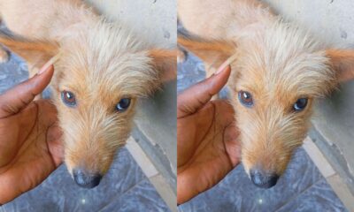 I Found Out She Was Pregnant When They Tried to Sell Her- Man Rescues Pregnant Dog from Being Sold to Butchers