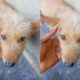 I Found Out She Was Pregnant When They Tried to Sell Her- Man Rescues Pregnant Dog from Being Sold to Butchers