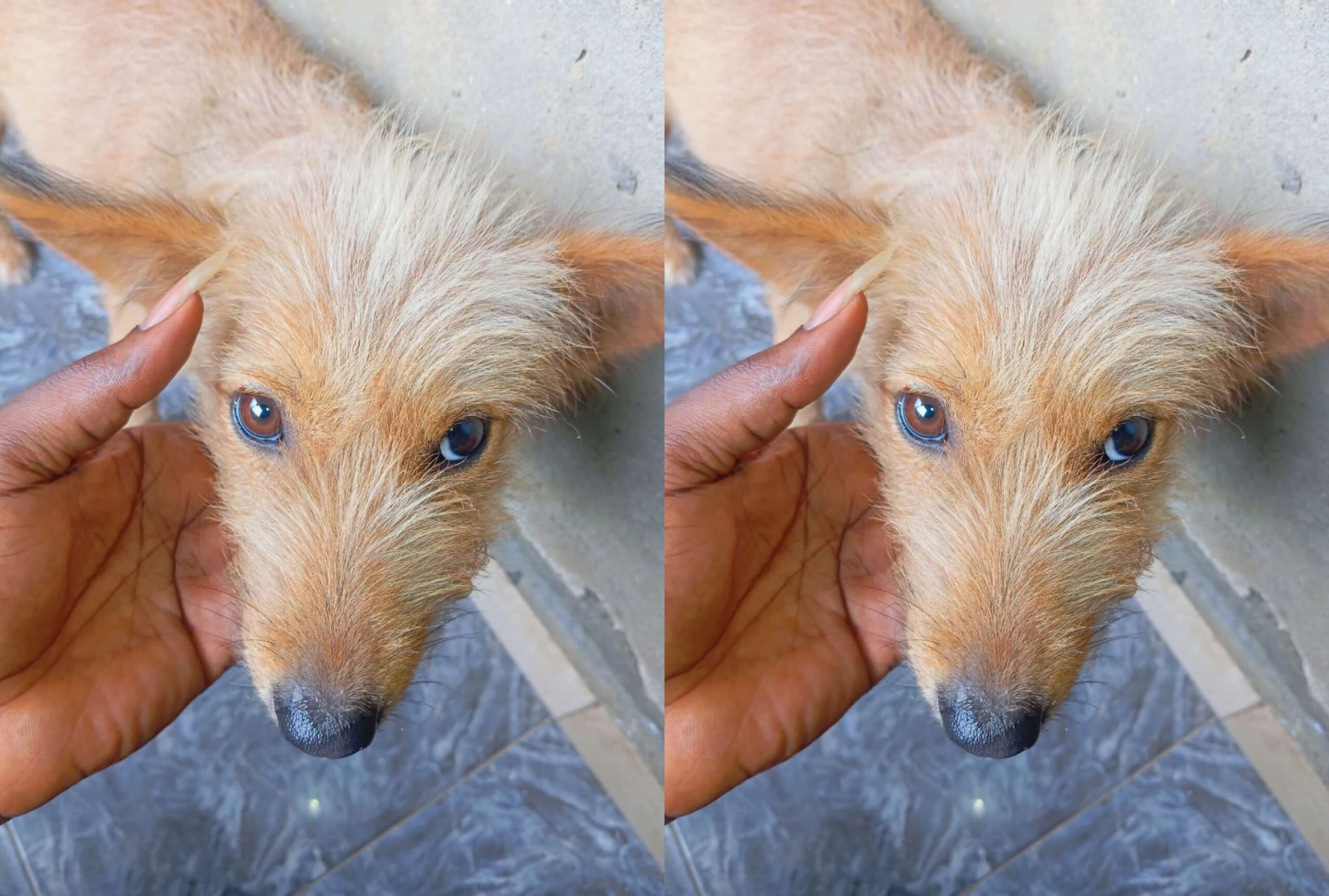 I Found Out She Was Pregnant When They Tried to Sell Her- Man Rescues Pregnant Dog from Being Sold to Butchers