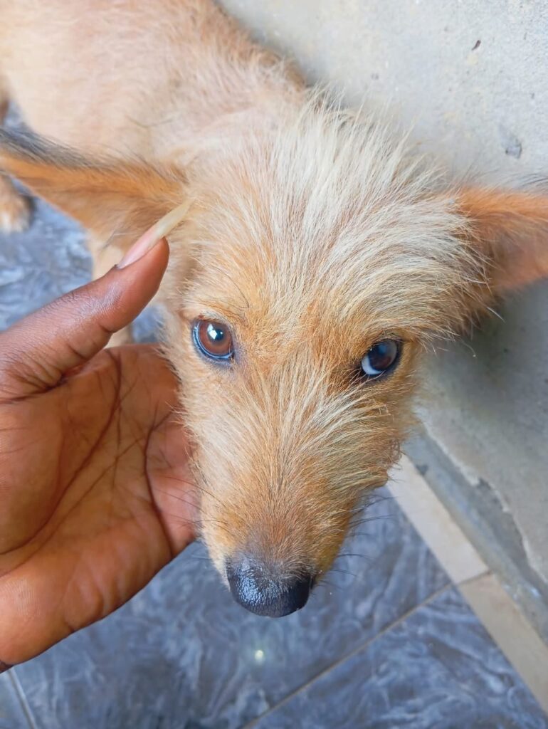 f4825890 82ac 41ad a35c 0ee5fa3dbd10