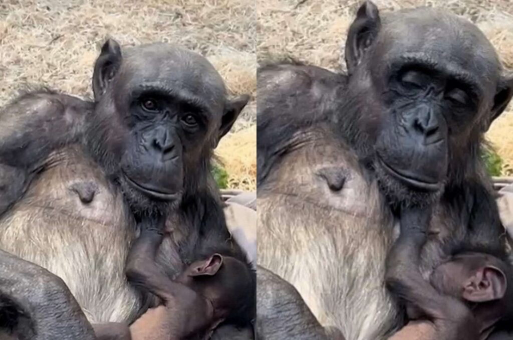 British Chimpanzee Welcomes First Baby After 17 Years at Colchester Zoo