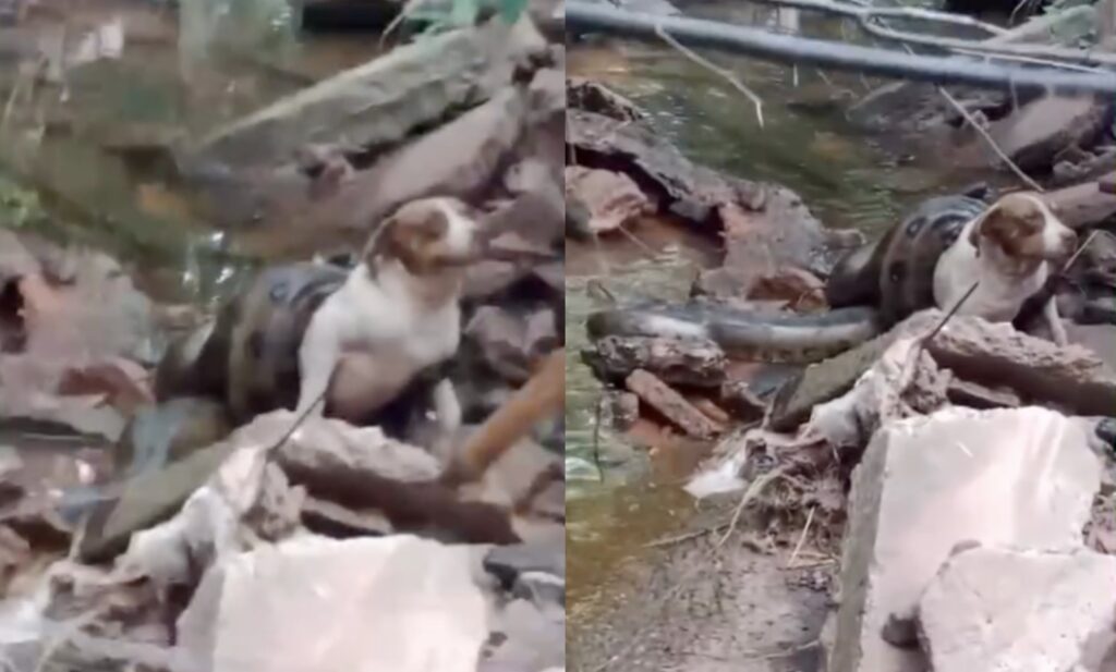 Dog miraculously survives a 20-foot anaconda attack as crowd rushes in to rescue it