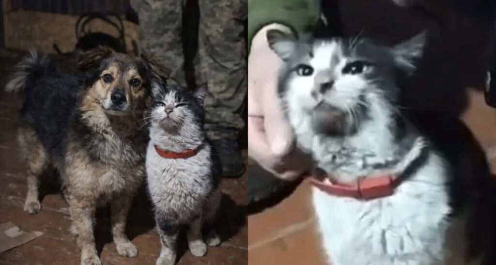 Cat and Dog Rescued by Drone After Forming Bond in Warzone Near Ukrainian Frontline