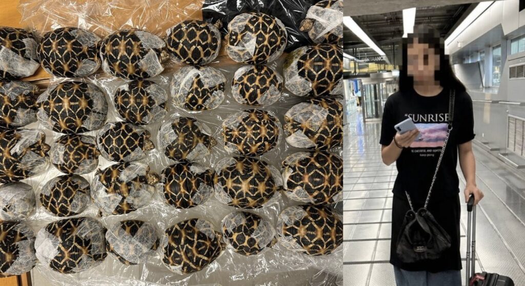 19-year-old Arrested at Bangkok Airport for Smuggling Protected Tortoises Taped to Her Body