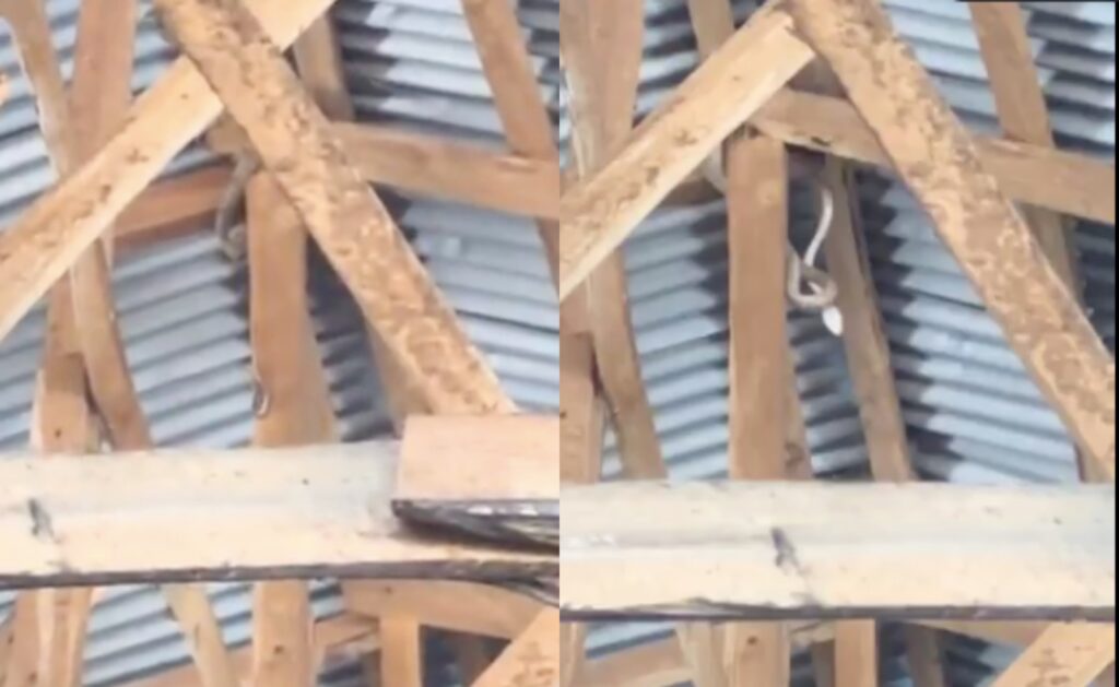 Moment giant snake disrupts church service in Edo State